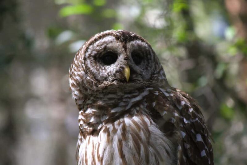 Okefenokee Swamp: Guided Boat Tour with a Local Naturalist - Key Points