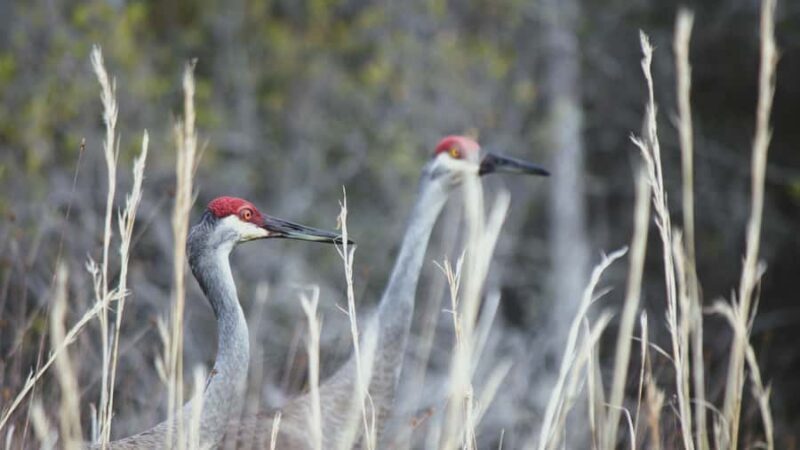 Okefenokee Swamp: Guided Boat Tour with a Local Naturalist - Why Choose the Okefenokee Swamp Guided Tour?