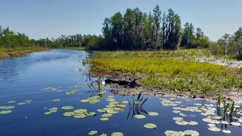 Okefenokee Swamp: Guided Boat Tour with a Local Naturalist - The Practical Side: What to Expect and Tips