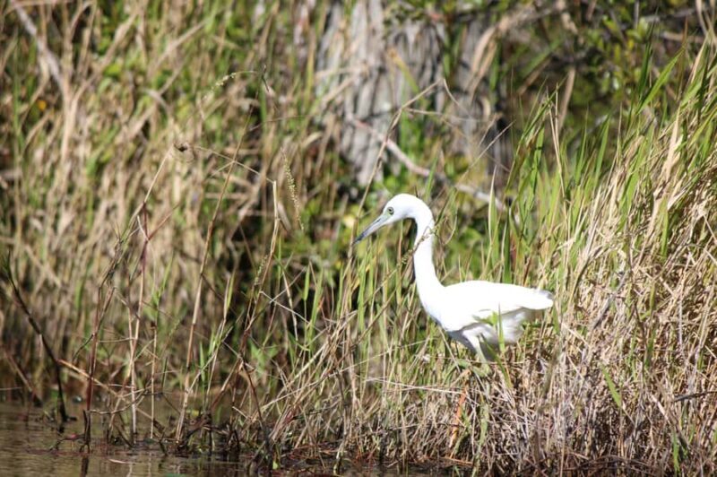 Okefenokee Swamp: Guided Boat Tour with a Local Naturalist - Real Experiences: What Travelers Say