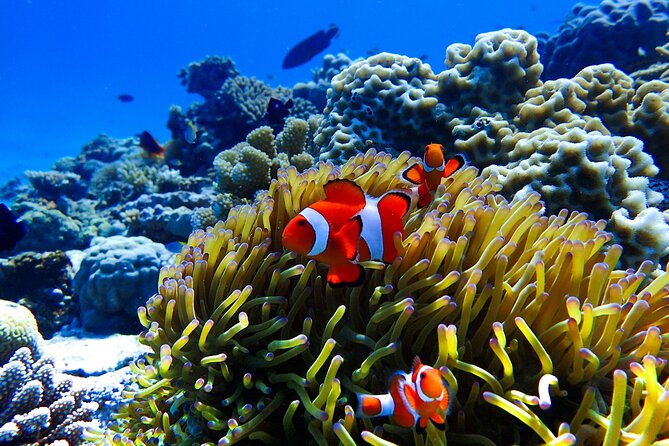 Okinawa: Scuba Diving Tour With Wagyu Lunch and English Guide - Inclusions and Rental Gear