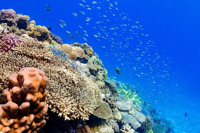 Okinawa: Scuba Diving Tour With Wagyu Lunch and English Guide - Tour Confirmation and Accessibility