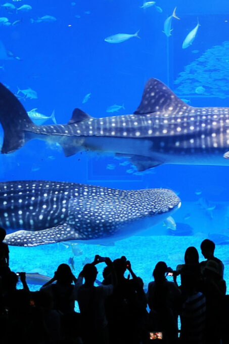 OkinawaSightseeing Bus ChuraumiAquarium/Ryukyu Village/Banta - Frequently Asked Questions