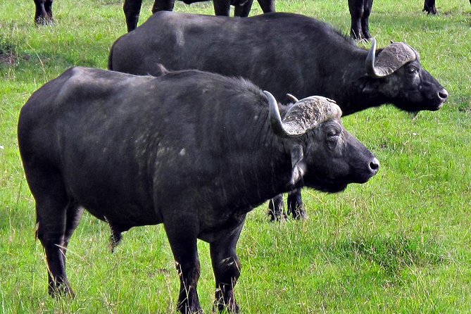 Ol Pejeta Conservancy and Chimpanzee Sanctuary Full-Day Tour From Nairobi - Cultural Exploration