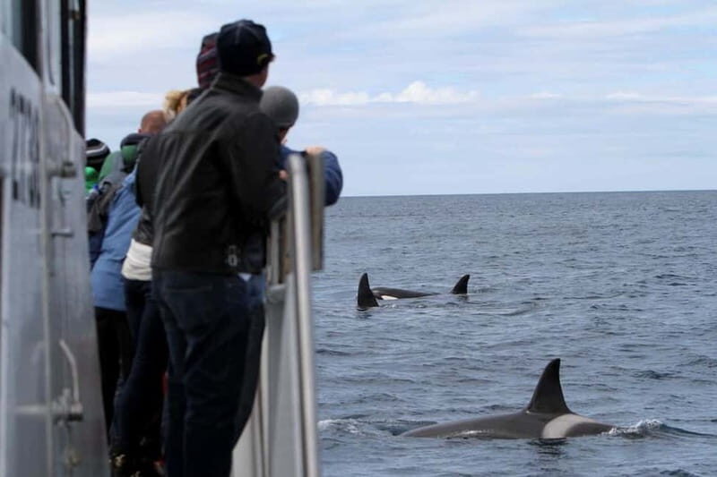 Ólafsvík: Whale Watching Tour - The Experience in Detail