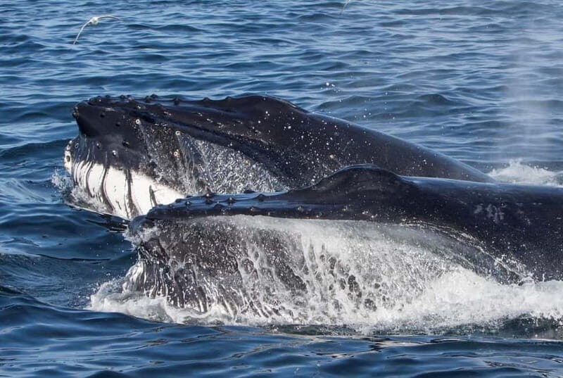 Ólafsvík: Whale Watching Tour - Who Should Consider This Tour?