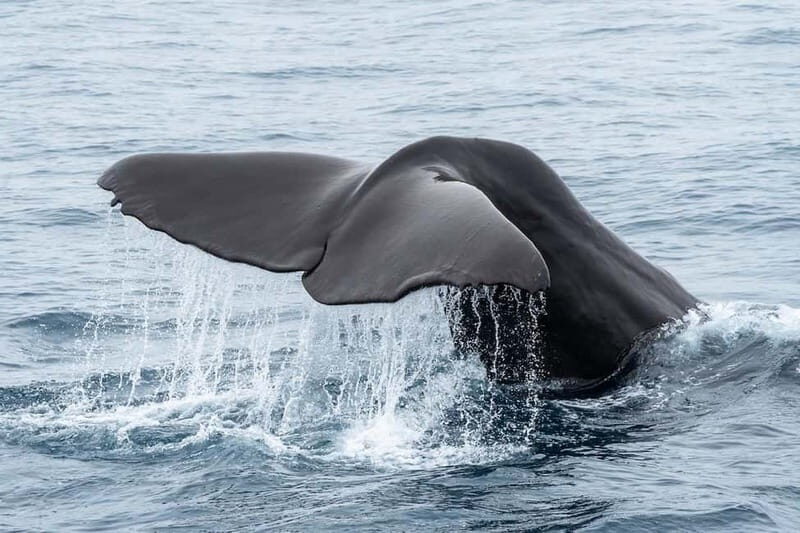 Ólafsvík: Whale Watching Tour - The Sum Up