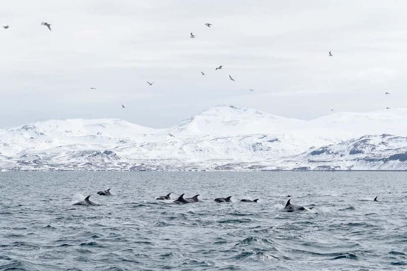 Ólafsvík: Whale Watching Tour - FAQ