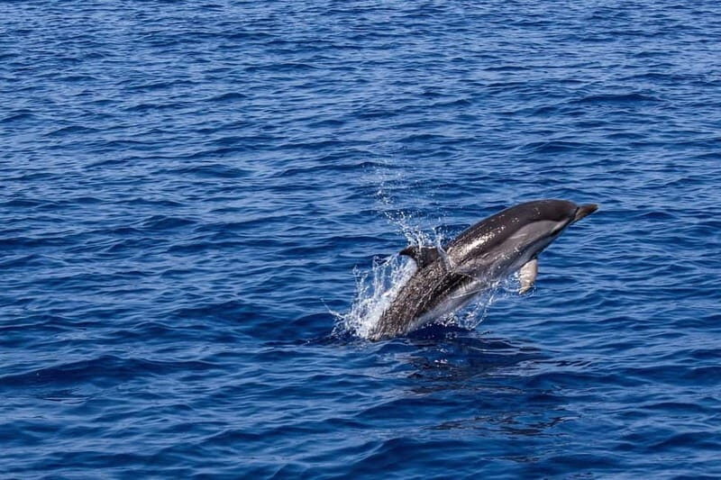 Olbia: Aperitif with Dolphin Watching & Snorkeling Boat Trip - A Detailed Look at the Experience  