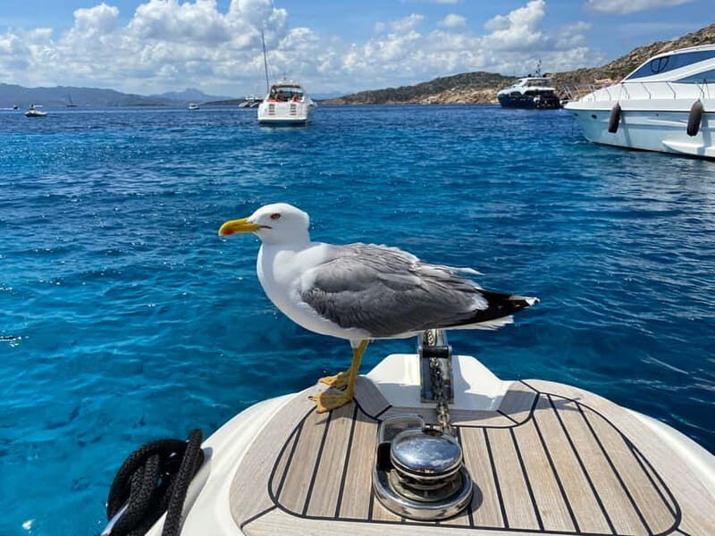 Olbia: Boat tour to watch Dolphins and snorkeling - Key Points