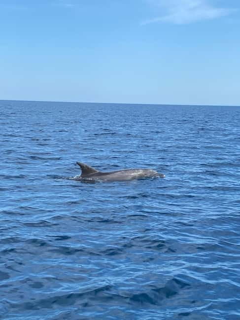 Olbia: Boat tour to watch Dolphins and snorkeling - The Itinerary in Detail