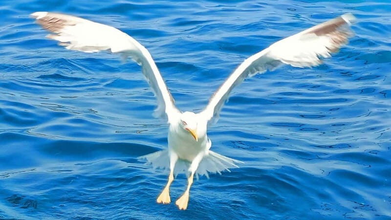 Olbia: Boat tour to watch Dolphins and snorkeling - Snorkeling and Swimming at Cala Moresca