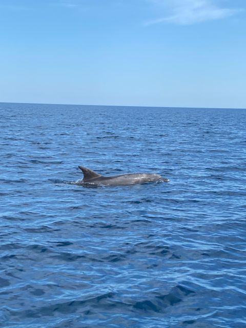 Olbia: Boat Tour to Watch Dolphins and Snorkeling - Key Points