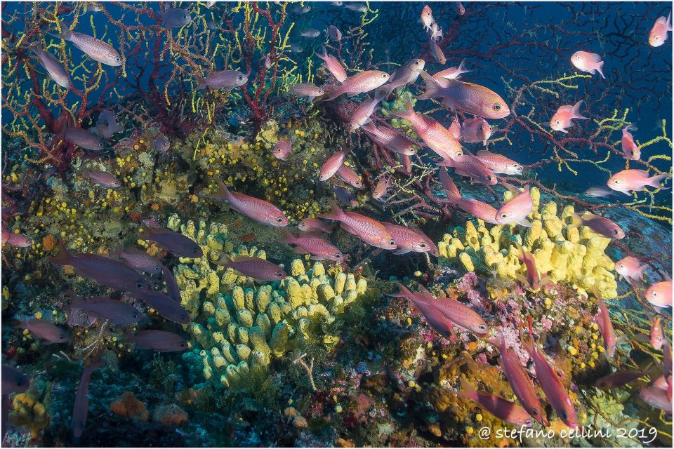 Olbia: Diving in Tavolara Marine Park in Sardinia - Small Group Experience