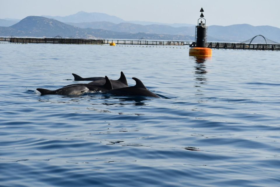 Olbia: Dolphin Watching and Snorkeling Boat Tour - Inclusions and Exclusions