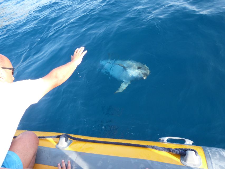 Olbia: Dolphin Watching and Snorkeling Boat Tour - Sustainability Practices