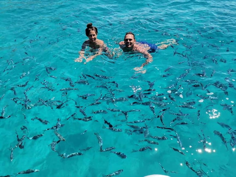 Olbia: Dolphin watching and snorkeling tour on Figarolo Island - An Overview of the Tour