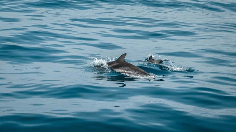 Olbia: Dolphin Watching & Snorkeling Boat Trip - Key Points