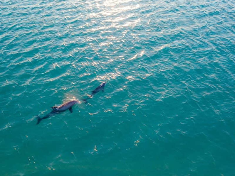Olbia: Dolphin Watching & Snorkeling Boat Trip - The Sum Up