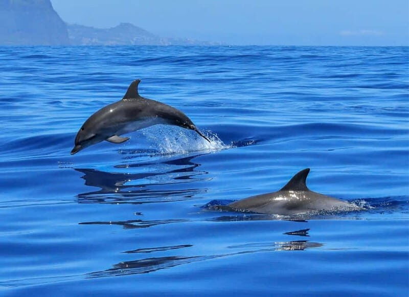 Olbia: Dolphin Watching & Swim with prosecco aperitif - Key Points