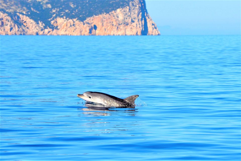 Olbia: Dolphin Watching Tour With Figarolo Island Snorkeling - Key Points
