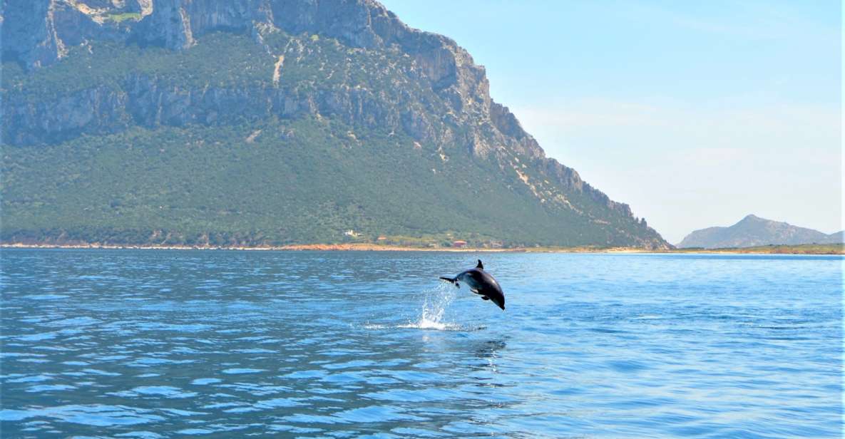Olbia: Dolphin Watching Tour With Figarolo Island Snorkeling - Itinerary Details