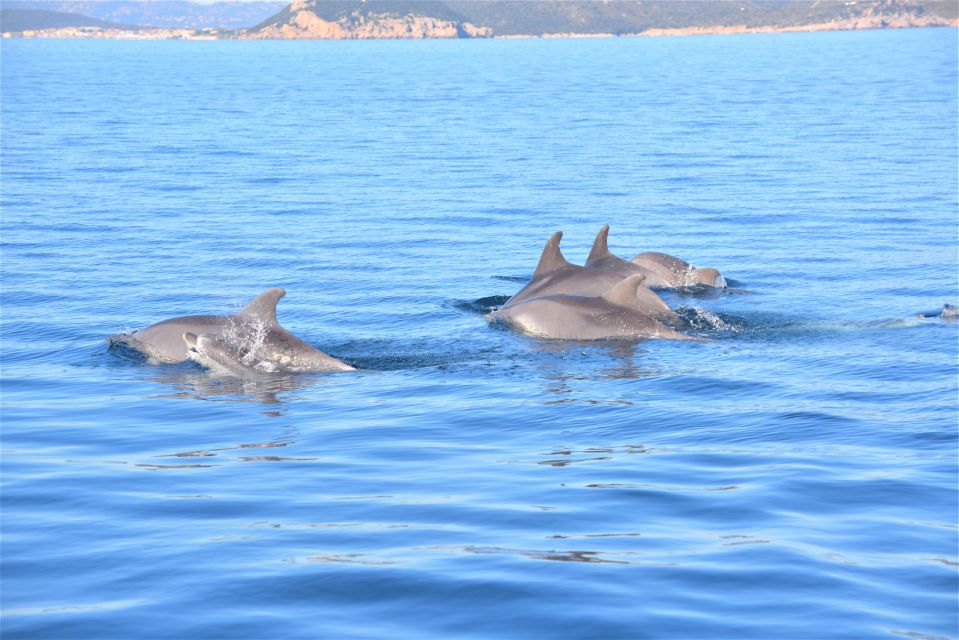 Olbia: Dolphin Watching Tour With Figarolo Island Snorkeling - What to Expect