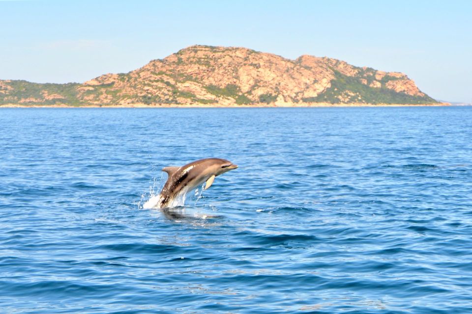 Olbia: Dolphin Watching Tour With Figarolo Island Snorkeling - Customer Experiences