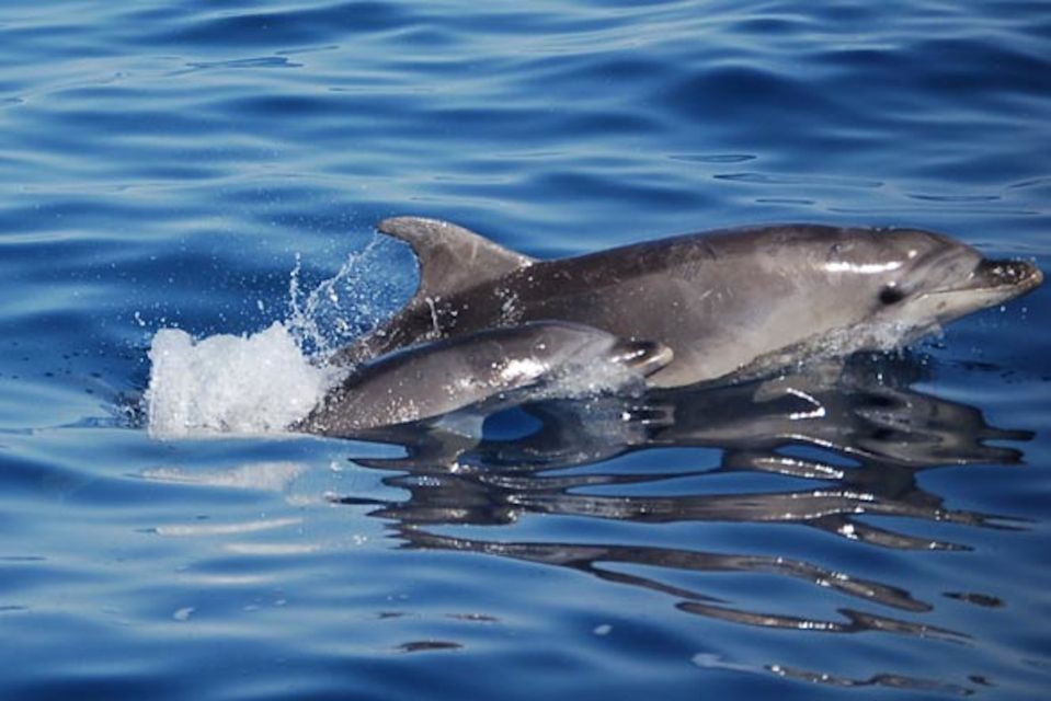Olbia: Dolphin Watching Tour With Figarolo Island Snorkeling - Booking Information