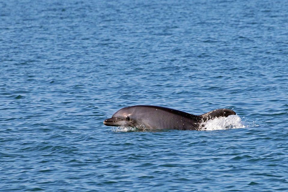 Olbia: Dolphin Watching Tour With Figarolo Island Snorkeling - Frequently Asked Questions