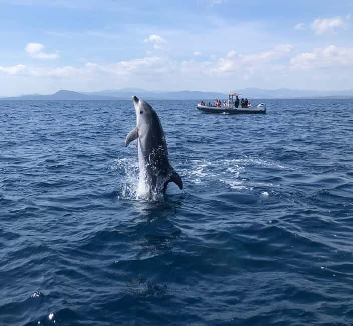 Olbia: : ecological boat trip for dolphin spotting - Why We Love This Experience