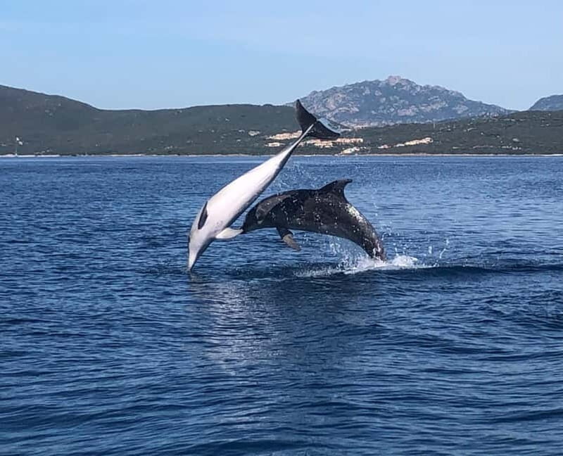 Olbia: : ecological boat trip for dolphin spotting - Authentic Encounters and Traveler Feedback