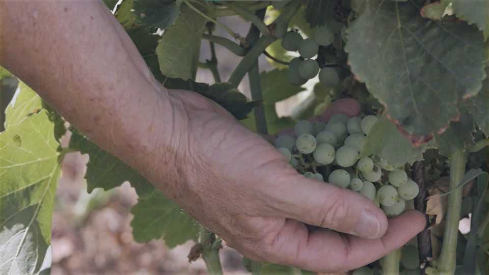 Olbia: Gallura Winery Guided Tour With Tasting - Booking Process
