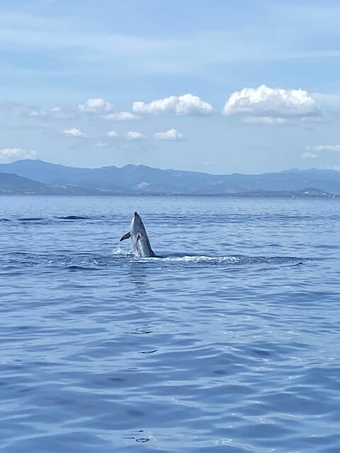 Olbia: Sunset and dolphin watching - Introduction: A Sailor’s Dream in Sardinia