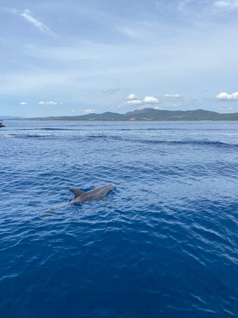 Olbia: Sunset and dolphin watching - Who Will Love This Tour?  