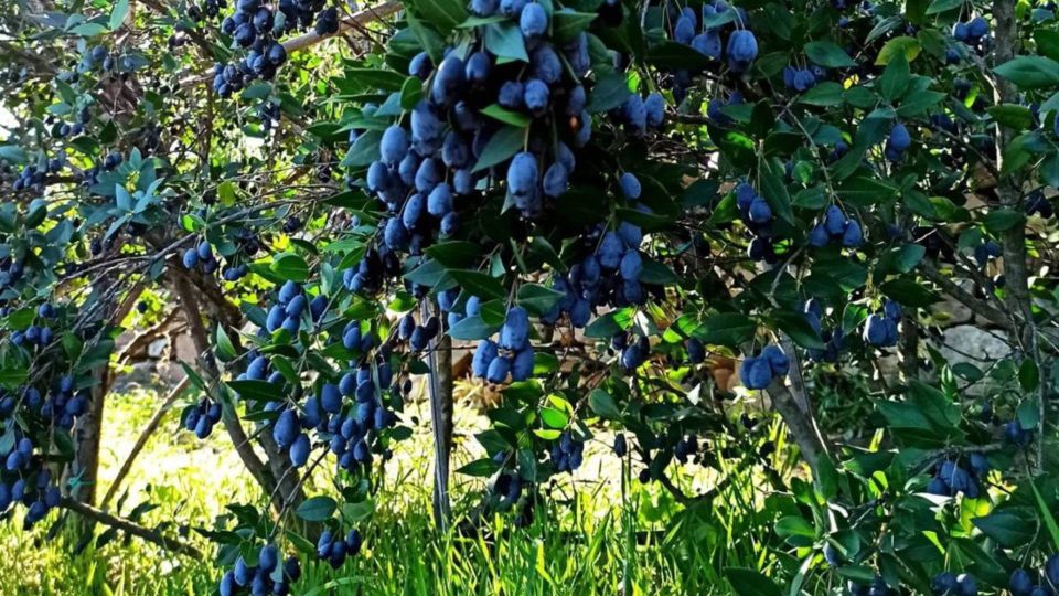 Olbia: Visit a Myrtle-Making Factory With Tasting - Location and Accessibility