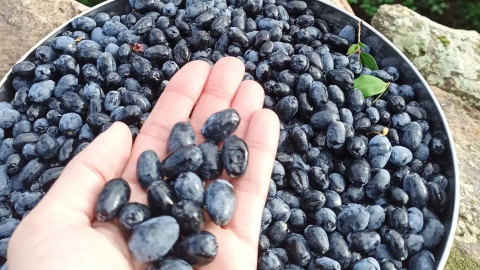 Olbia: Visit a Myrtle Production Lab With Tasting - Important Visitor Information