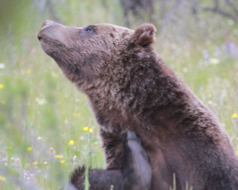 Old Faithful Lower Loop Tours - Inclusions and Pricing