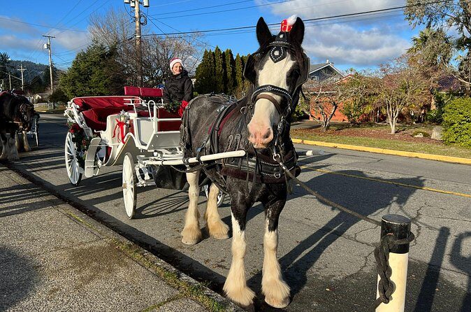 Old fashioned Horse Drawn Caroling Tour - The Sum Up: A Heartwarming Holiday Tradition