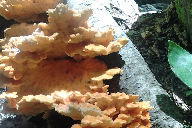 Old Growth Forest Cascade - Final Thoughts: Is It Worth It?