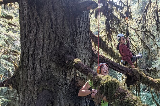 Old-Growth Tree Climbing at Silver Falls State Park - Tips for a Successful Climbing Adventure