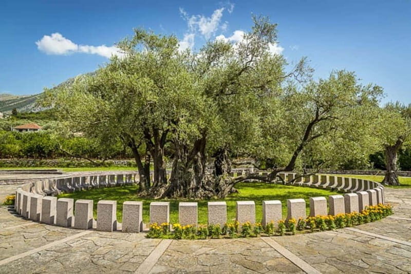 Old Town Bar, Old Olive Tree and the region of olive groves - Key Points