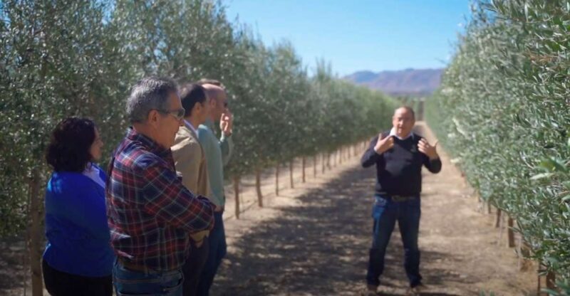 Oleoalmanzora: Guided Tour Olive Groves and EVOO Facilities - Good To Know