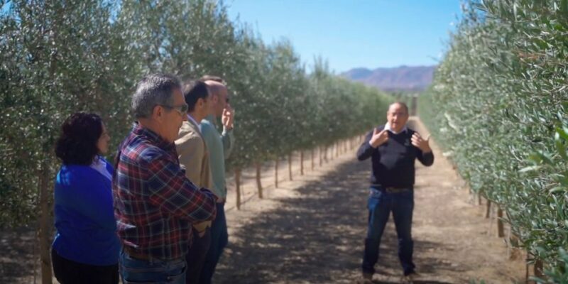 Oleoalmanzora: Guided Tour Olive Groves and EVOO Facilities - Itinerary