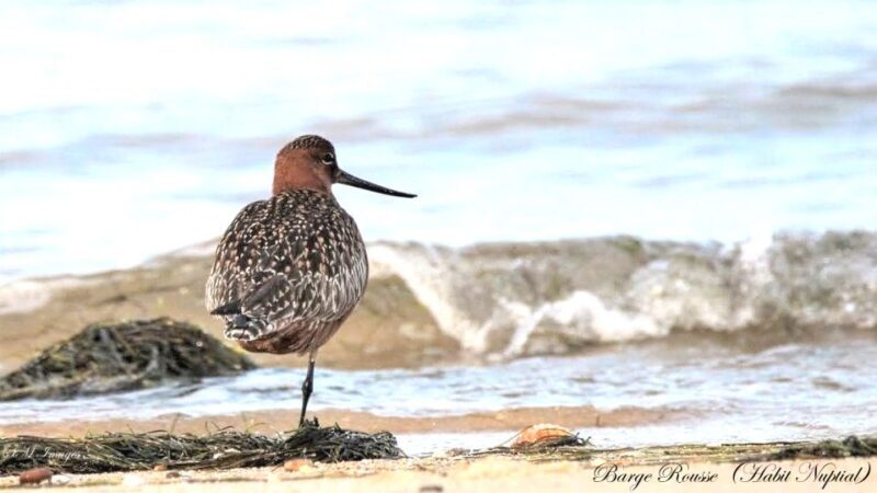 Olhão: 3 Islands Guided Sightseeing Tour with Lunch - Frequently Asked Questions  
