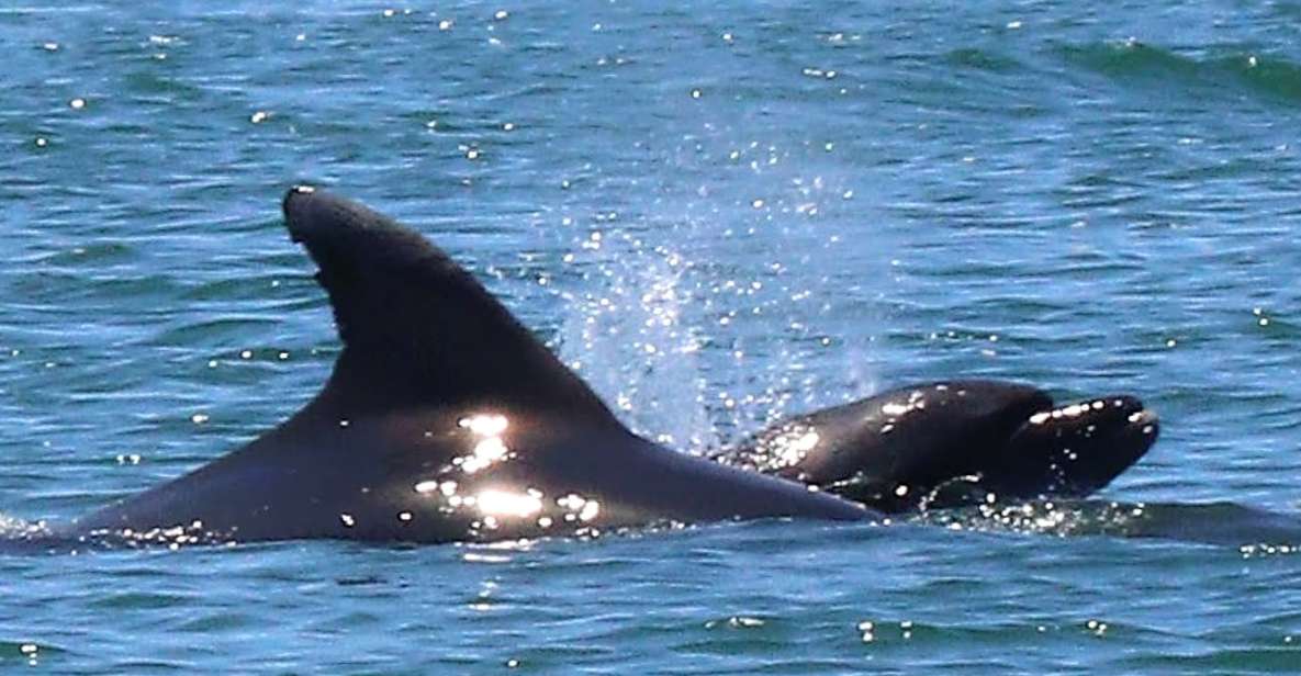Olhão: Dolphin and Wildlife Watching Boat Tour - Booking Information