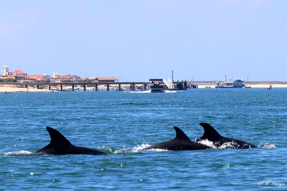 Olhão: Dolphin and Wildlife Watching Boat Tour - Highlights of the Tour