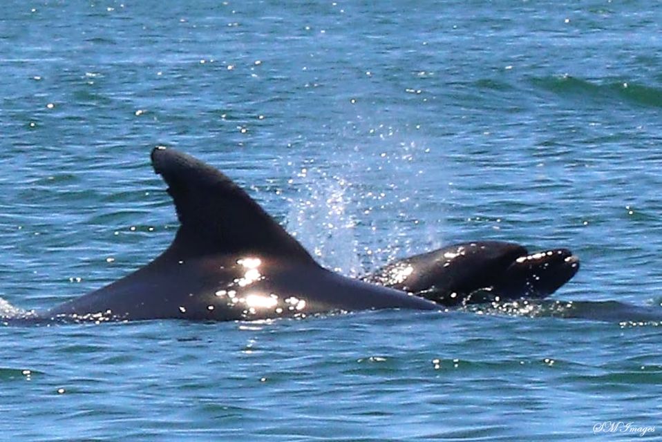 Olhão: Dolphin and Wildlife Watching Boat Tour - Meeting Point