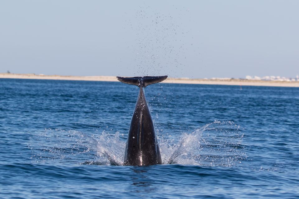 Olhão: Dolphin Observation - Key Points