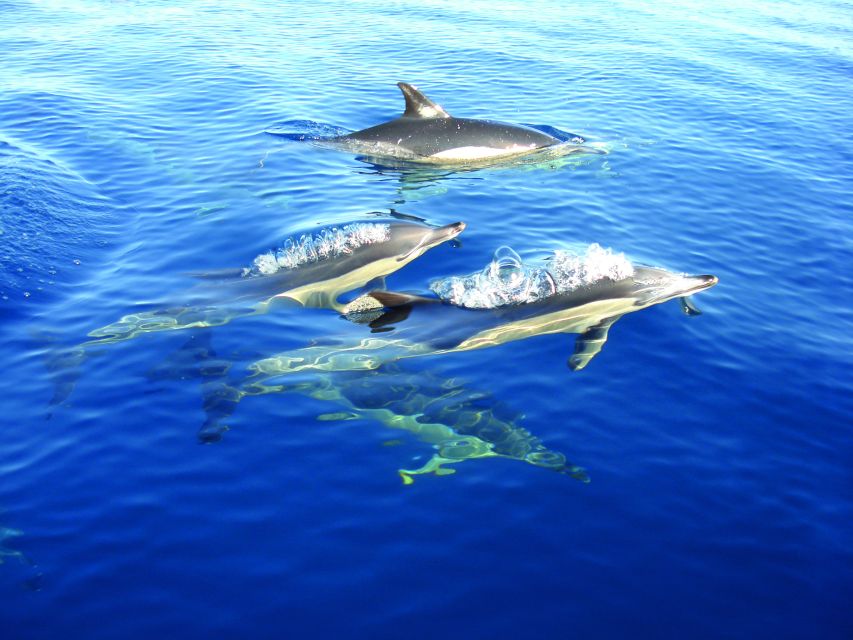 Olhão: Dolphin Observation - Booking Information